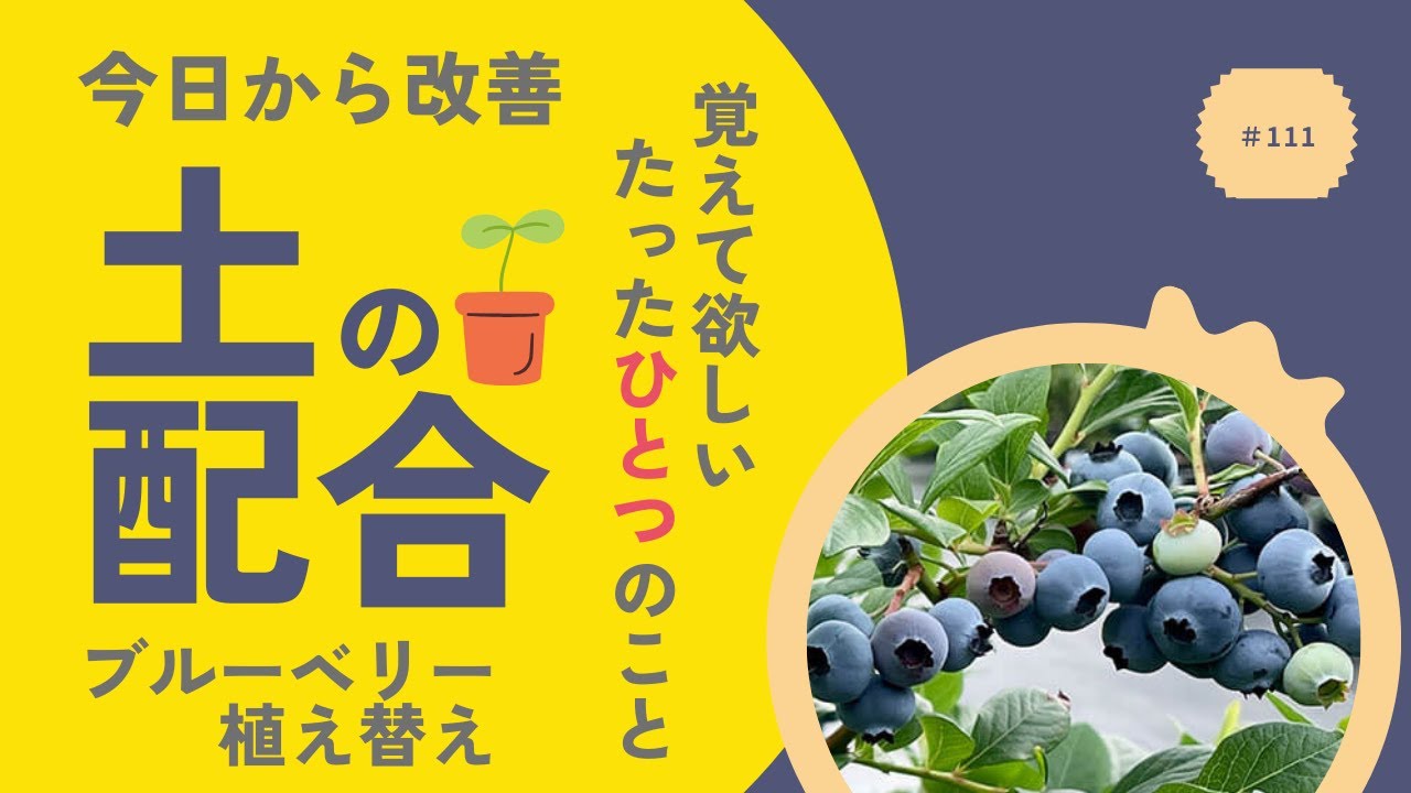 ブルーベリー栽培の土の配合のコツを教えます。たった一つのことを知っておくと、ブルーベリーの成長がよくなります。