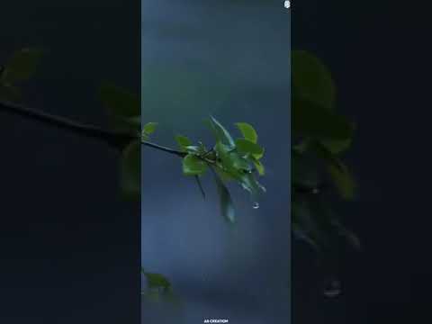 SATHIA MAHIA SAD BARISH STATUS