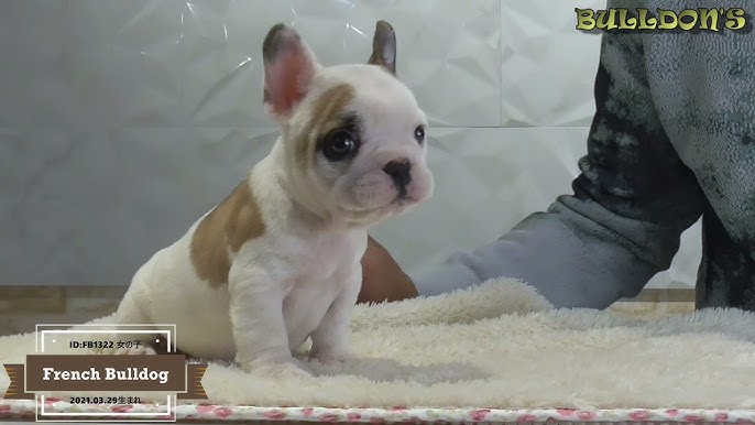 フレンチブルドッグーブサカワ専門犬舎ー関東 Youtube フレンチブルドッグーブサカワ専門犬舎ー関東 Youtube