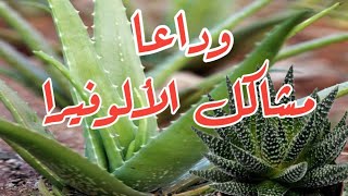 ايه هي مشاكل صبار الألوفيرا؟  // What are the problems of aloe vera