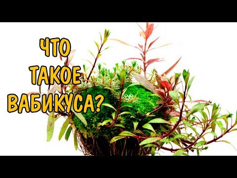 ЧТО ТАКОЕ ВАБИКУСА?