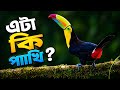 এটা কি পাখি? |🐦অবিশ্বাস্য টোকান পাখির তথ্য 🐦 | Toucan Bird Facts Bangla#wildlifebangla #animalfacts