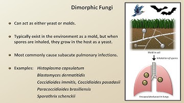Classification and Structure of Fungi (Fungal Infections - Lesson 1)