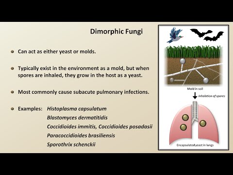Video: Hvilke strukturer af en svamp er diploide?