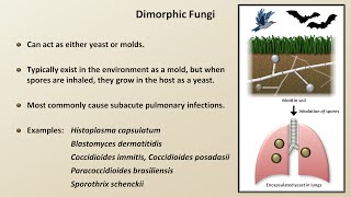 Classification and Structure of Fungi (Fungal Infections - Lesson 1) screenshot 1