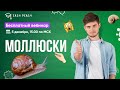 Моллюски | Илья Кац | Онлайн-школа EASY PEASY | ОГЭ биология