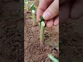 4 steps of citrus grafting  best tutoring  satisfying short grafting  farming