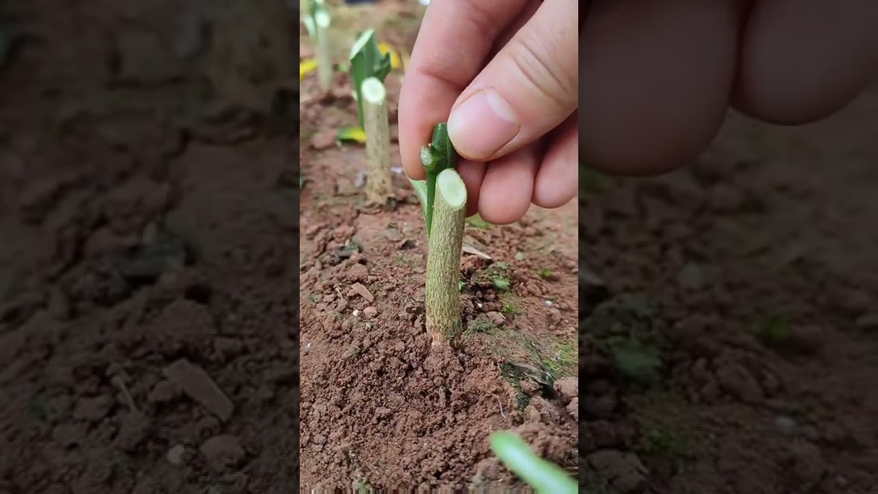 YouTubeで4 Steps of Citrus Grafting Best tutoring satisfying video #short #grafting #farmingを視聴 YouTubeで4 Steps of Citrus Grafting Best tutoring satisfying video #short #grafting #farmingを視聴