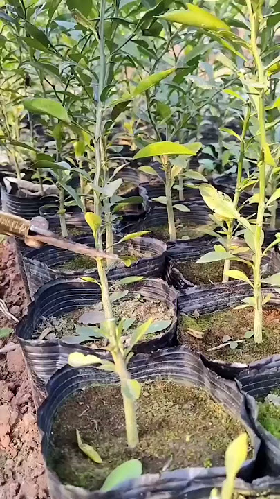 4 Steps of Citrus Grafting  Best tutoring  satisfying video #short #grafting  #farming