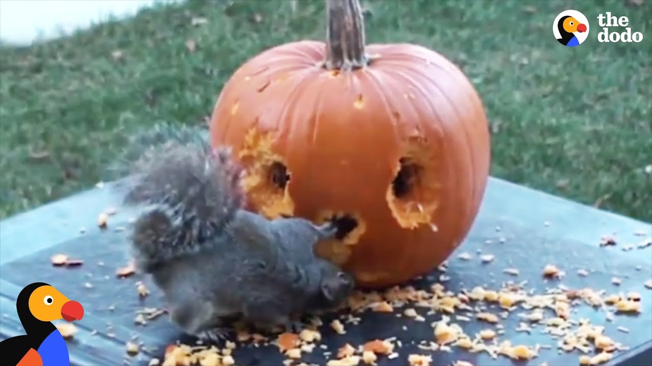 Squirrel Carves His Own Pumpkin | The Dodo - YouTube