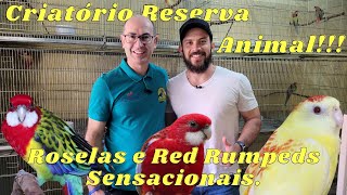 BRUNO MIRANDA COMEÇANDO BEM COM ROSELAS E RED RUMPEDS PADRÃO!!!