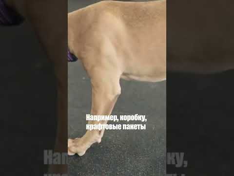 Что делать чтоб щенок не разрушил дом, пока вас нет? #Shorts