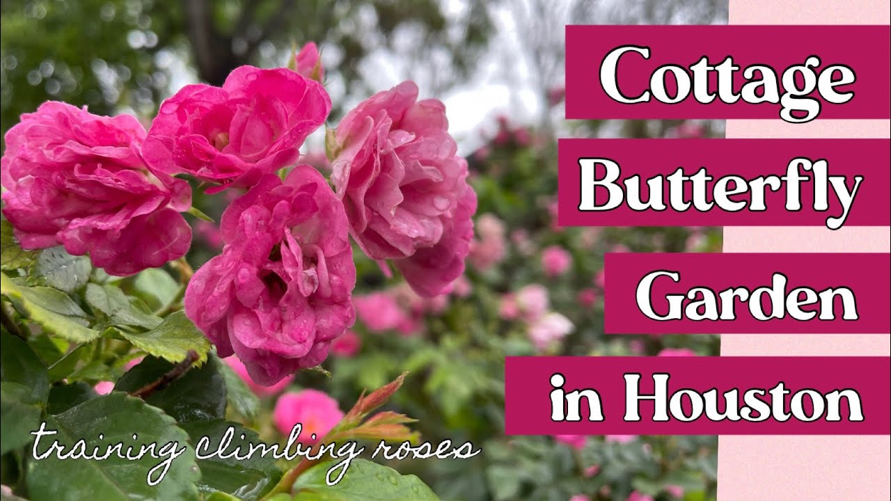 March 27, 2023 Cottage Butterfly Garden in Houston zone 9a tips on