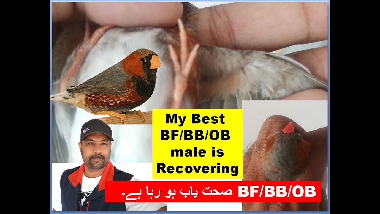 Mutation Zebra Finch Male is recovering and 1 more egg after two days gap Finch birds | Pet Birds