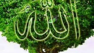 Download Surat Al Insan Shady Video MP3 Surat Al Insan Shady