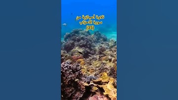 تلاوة خاشعة من #سورة_الأحزاب #عبدالباسط_عبدالصمد