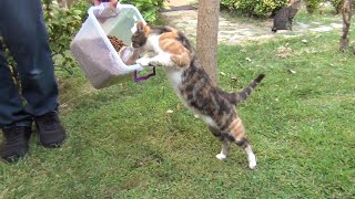 Our Princess Cat Doesn't Want To Let Go Of The Food Container !!