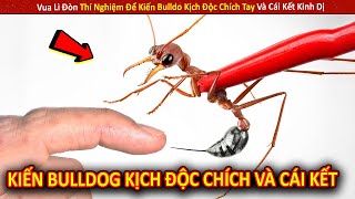 Vua Lì Đòn Thí Nghiệm Để Kiến Bulldo Kịch Độc Chích Tay Và Cái Kết Kinh Dị