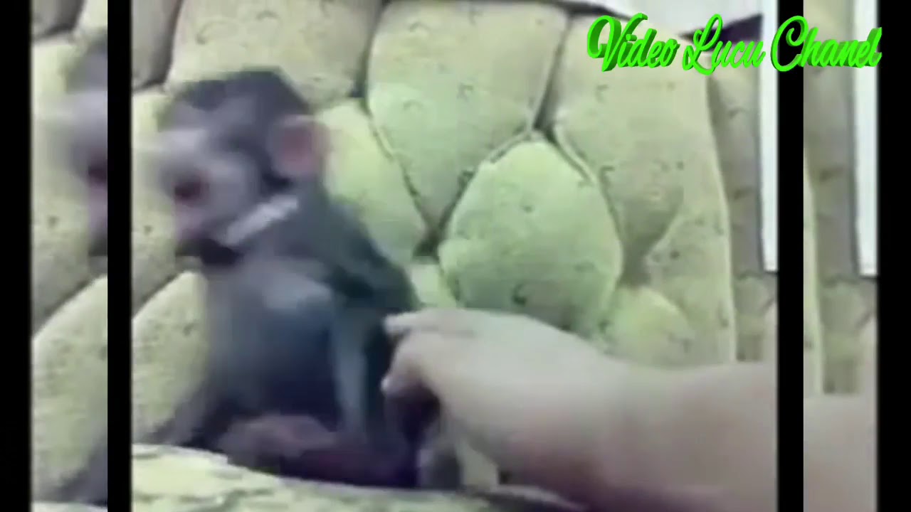 Video Lucu Banget Bikin Ngakak 2018 Video Lucu Chanel Monyet Lagi