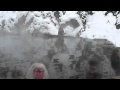 Nagano Snow Monkeys