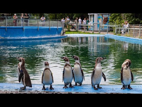 Video: Krasnoyarsk Zooparkı 