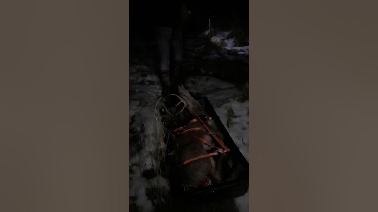 Jet sled deer drag How to drag a deer YouTube