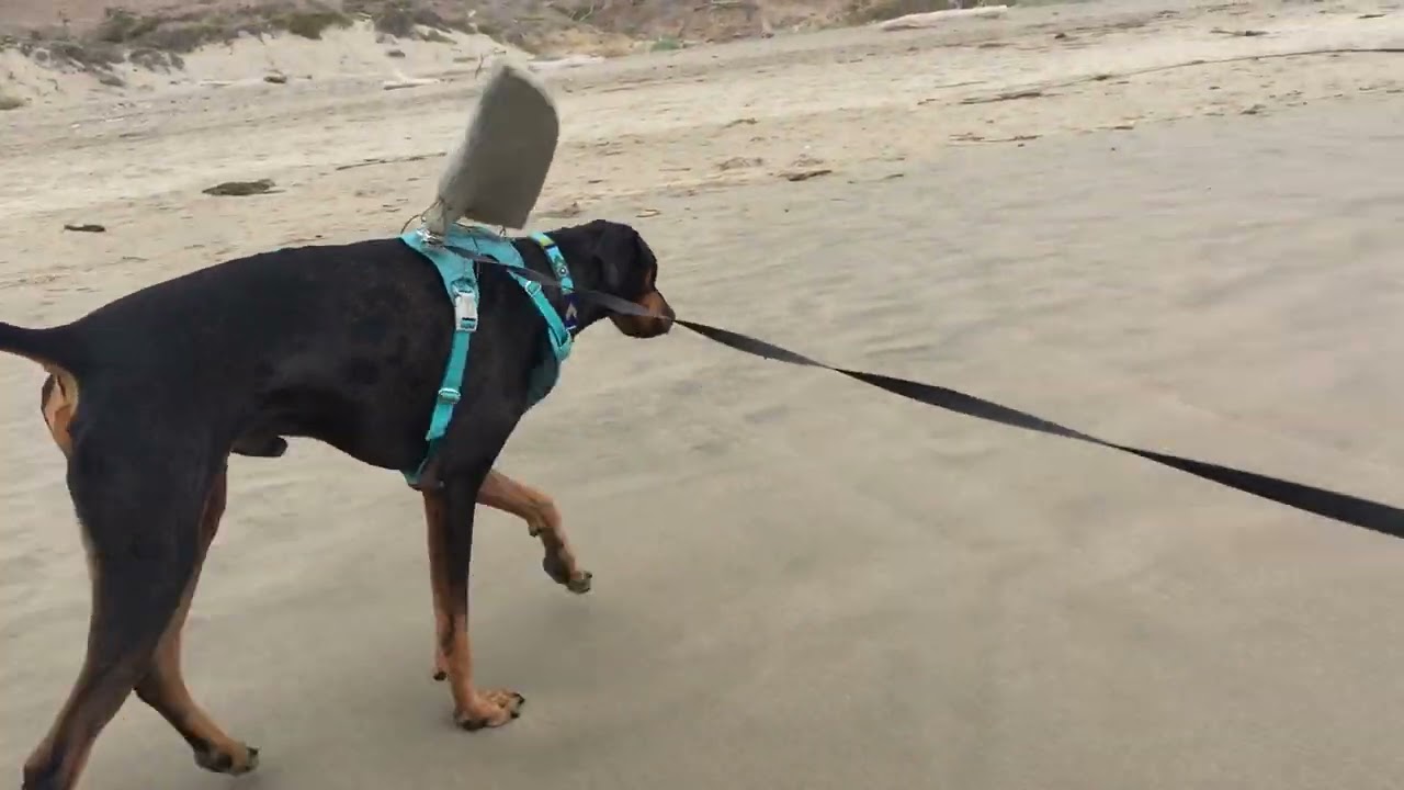 Great White Dobbie Morro Bay Dog Beach
