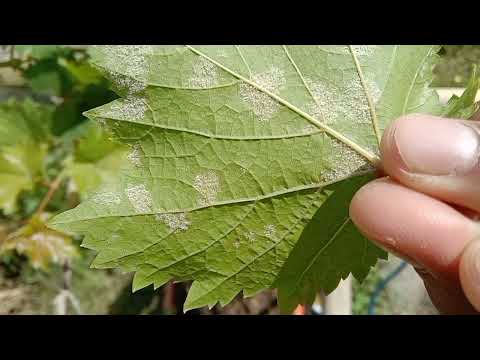 วีดีโอ: วิธีรักษาโรคราแป้งบนพืช