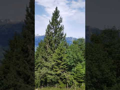 Gafadura – Planken, Liechtenstein Scenic Views – July 12