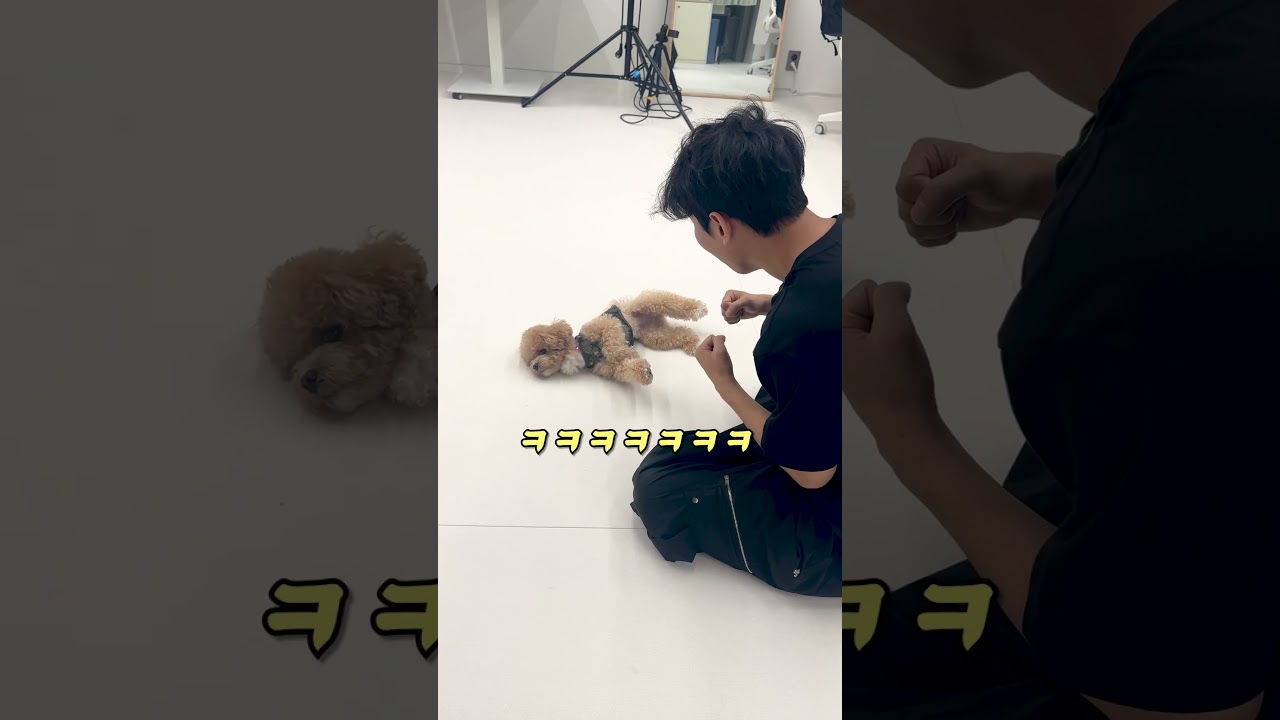 군대에서 개인기하는 이등병 강아지 -#시트콤