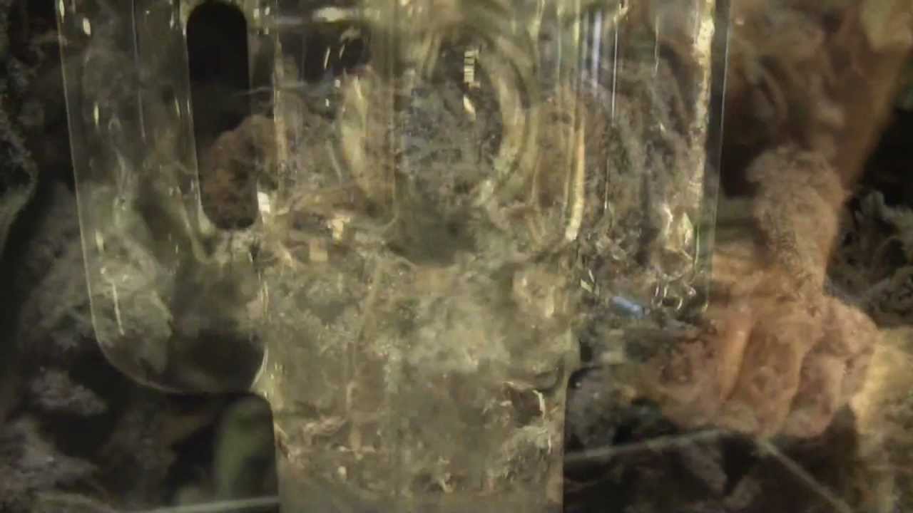 The Weedview: Mo channels fo' yo' ass