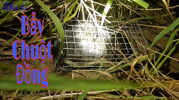 Bẫy Chuột Đồng Trên Bờ Kênh Theo Đường Mòn Xuống Ruộng Dính Cống Nhum Quá Đã || Sông nước miền tây