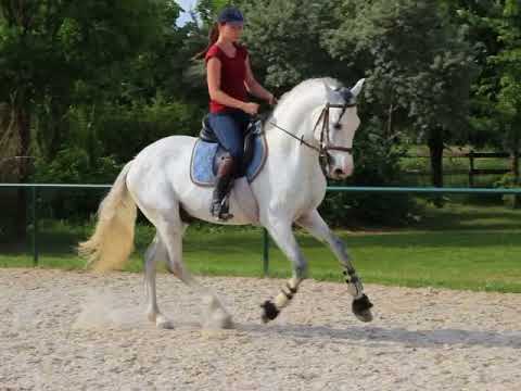 Andalusian horse for sale - ISLEÑO MAT IV PRE