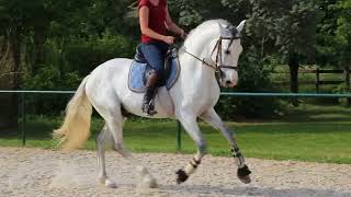 Andalusian horse for sale - ISLEÑO MAT IV PRE