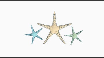 Time-lapse; Designing a Flexi Starfish in Tinkercad