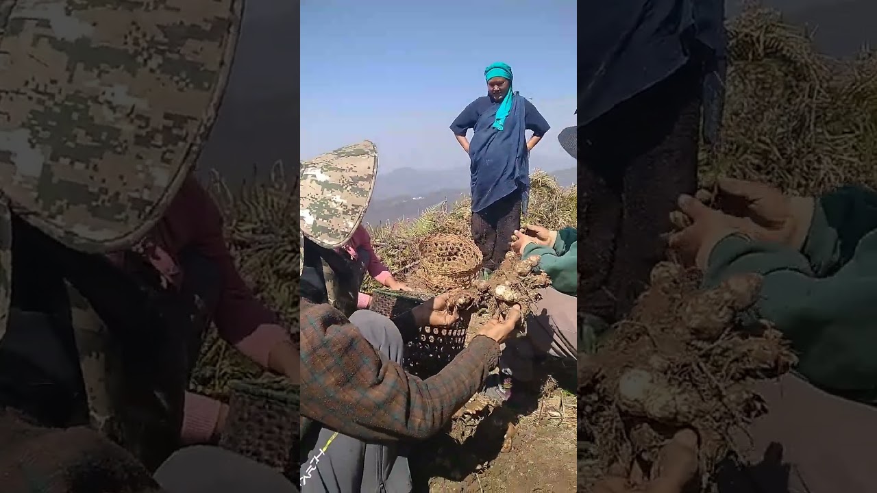 Harvesting PG's Ginger