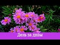 🔴 ДЕНЬ ЗА ДНЁМ 🌺🌺