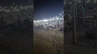 al qassim