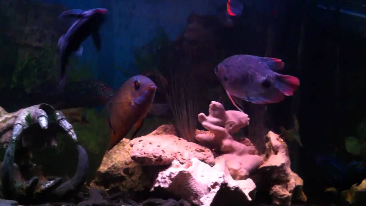 Oddball Cichlid Aquarium YouTube