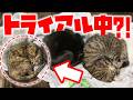 保護猫トライアル5日間の軌跡 保護猫トライアル5日間の軌跡