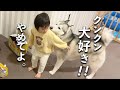 【天使】大好きな妹分にどうしてもちょっかいをかけちゃうシベリアンハスキー