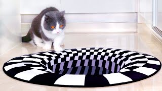 Can Cats Walk On Optical Illusions?