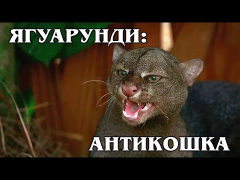 ЯГУАРУНДИ: Антикошка! Или "чужой" среди своих? | Интересные факты про кошек и Животных Америки