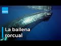 La ballena rorcual un discreto cetceo que vive en el mediterrneo