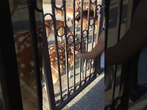 Petting a deer @ MarineLand Niagara Falls