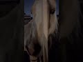 Horse #horse #walking #neighborhood #nightlife #cowboynation