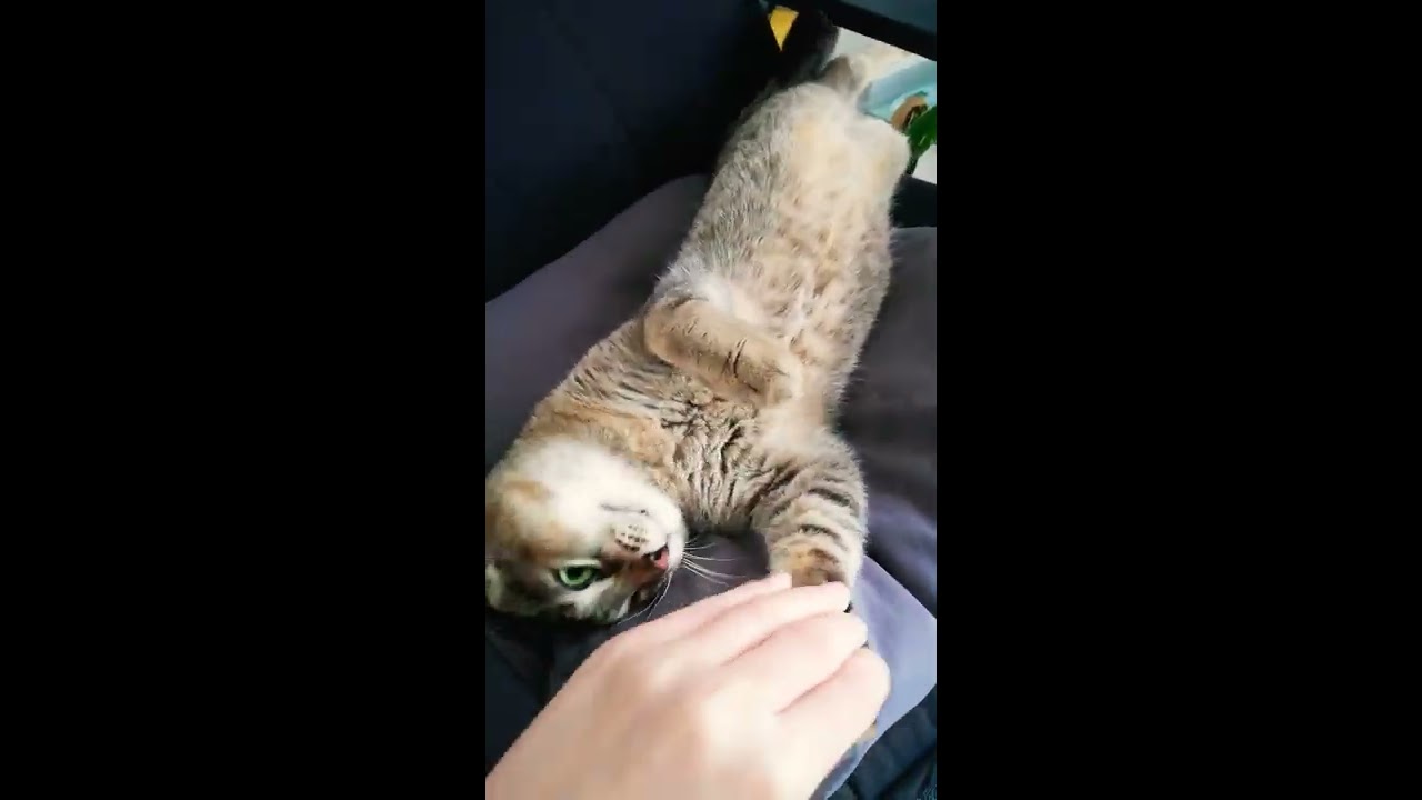 I'm looking for the best position to sleep ������������ - YouTube