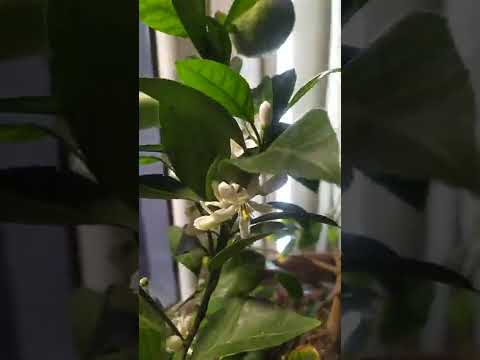 Мандарин 🍊 сорт Иверия