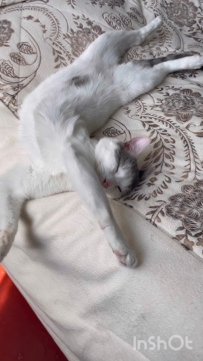Супер эко#коты#коики#юмор#cat - YouTube