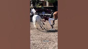 Jumping on this trend Or I mean falling 😜 ​⁠#gilaryeq #horse #trending #showjumping #fails  #horses